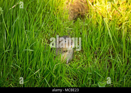 Un selvaggio, non-captive European water vole, Arvicola amphibius, in primavera la luce della sera del 14 aprile 2018. Il vole è stato alimentazione su erbe e minore Foto Stock