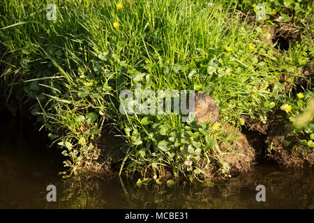 Un selvaggio, non-captive European water vole, Arvicola amphibius, in primavera la luce della sera del 14 aprile 2018. Il vole è stato alimentazione su erbe e minore Foto Stock