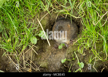 Un selvaggio, non-captive European water vole, Arvicola amphibius, in primavera la luce della sera del 14 aprile 2018. Il vole è stato alimentazione su erbe e minore Foto Stock