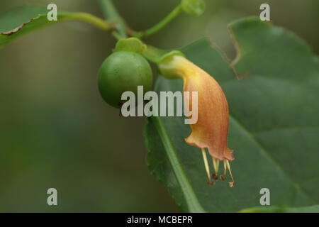 Fiore e frutto di Halleria lucida Foto Stock