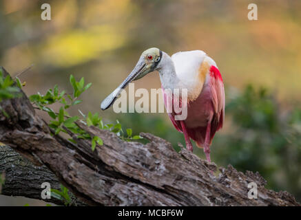 Roseate Spoonbill Foto Stock