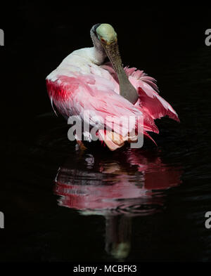 Roseate Spoonbill Foto Stock