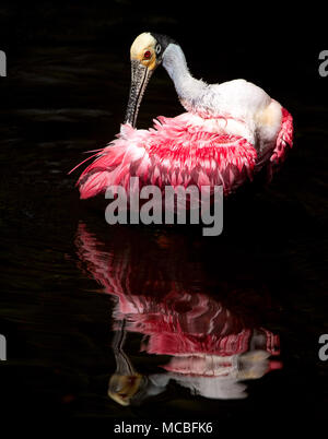 Roseate Spoonbill Foto Stock