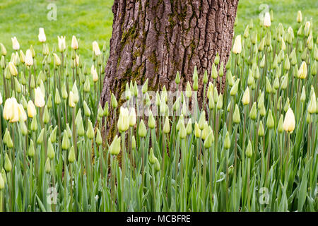 Giovani tulipani nel loro palcoscenico in erba che circonda la base di un albero, adagiati su un fresco sfondo verde erboso. Foto Stock