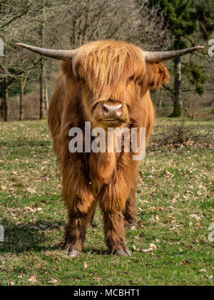 Highland mucca in ambiente naturale Foto Stock