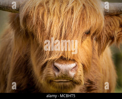 Close up di Highland mucca in ambiente naturale Foto Stock