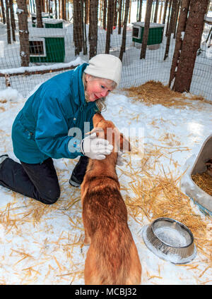 Alla fine di un tour con uomo di montagna Sled Dog avventure, gli ospiti potranno usufruire di pet i cani adulti e cuccioli. Questo li socializes. Queste sono le cinque-mese-vecchio cuccioli. La maggior parte delle slitte trainate da cani non sono Siberian Husky, ma piuttosto sono un frutto della mescolanza di molti cani che sono snella e veloce. L'incroci è chiamato Alaskan Husky. Foto Stock