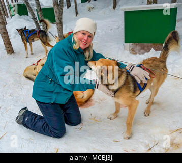 Alla fine di un tour con uomo di montagna Sled Dog avventure, gli ospiti potranno usufruire di pet i cani adulti e cuccioli. Questo li socializes. Queste sono le cinque-mese-vecchio cuccioli. La maggior parte delle slitte trainate da cani non sono Siberian Husky, ma piuttosto sono un frutto della mescolanza di molti cani che sono snella e veloce. L'incroci è chiamato Alaskan Husky. Foto Stock