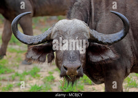 Bufali (Syncerus caffer), Adulto, animale ritratto, Sabi Sand Game Reserve, Kruger National Park, Sud Africa Foto Stock