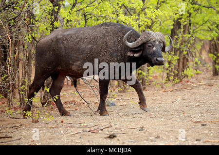 Bufali (Syncerus caffer), Adulto, acceso, Kruger National Park, Sud Africa Foto Stock