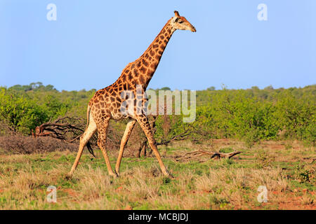 Giraffa meridionale (Giraffa camelopardalis giraffa), Adulto, corre nel Bushland, Kruger National Park, Sud Africa Foto Stock