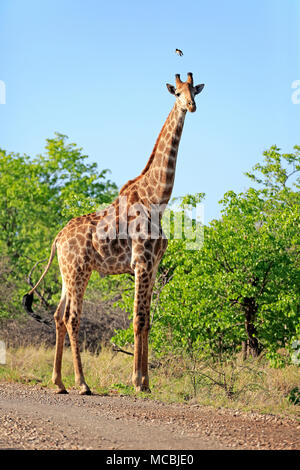 Giraffa meridionale (Giraffa camelopardalis giraffa), Adulto, corre nel Bushland, Kruger National Park, Sud Africa Foto Stock