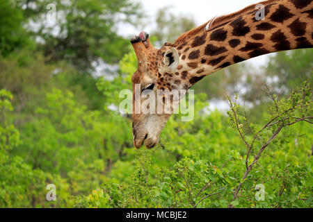 Giraffa meridionale (Giraffa camelopardalis giraffa), Adulto, mangiare, animale ritratto, alimentazione, Kruger National Park, Sud Africa Foto Stock