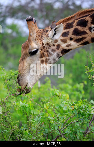 Giraffa meridionale (Giraffa camelopardalis giraffa), Adulto, mangiare, animale ritratto, alimentazione, Kruger National Park, Sud Africa Foto Stock