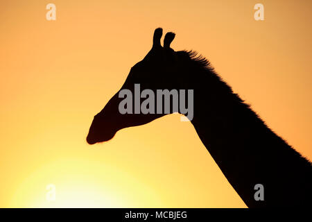 Giraffa meridionale (Giraffa camelopardalis giraffa), Adulto, animale ritratto, silhouette, tramonto, Parco Nazionale Kruger Foto Stock