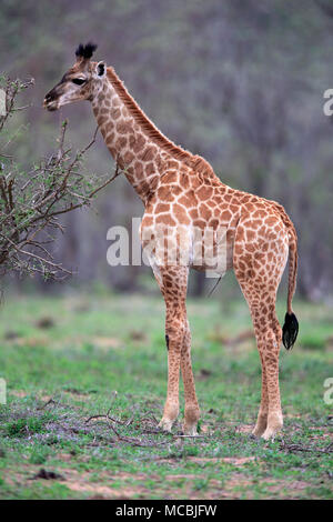Sud Africa (giraffa Giraffa camelopardalis giraffa), giovane animale, Kruger National Park, Sud Africa Foto Stock