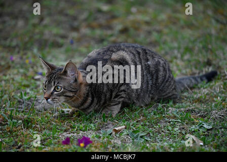 Il gatto domestico , tabby, in agguato, osservando, gattino 6 mesi, Germania Foto Stock