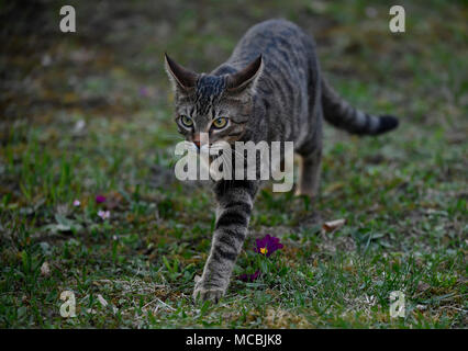 Il gatto domestico, tabby, gattino 6 mesi, scorre sul prato, Germania Foto Stock