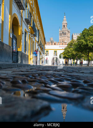 Patio de Banderas, vista la Giralda, ex minareto, il campanile della cattedrale di Sevilla, Catedral de Santa Maria de la Foto Stock