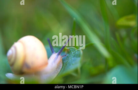 Snail strisciando attraverso l'erba Foto Stock