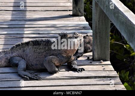 Marina unica Iguana dalle isole Galapagos Foto Stock