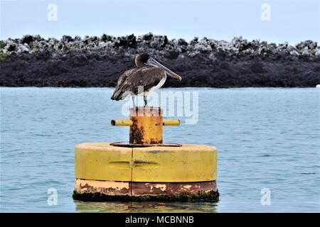 Brown pelican in appoggio su una boa di colore giallo in una giornata di sole Isabela, Isole Galapagos Foto Stock