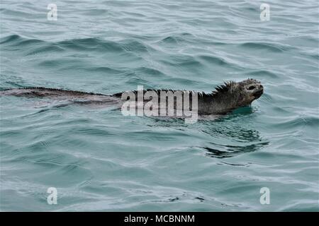 Marina unica Iguana dalle isole Galapagos Foto Stock