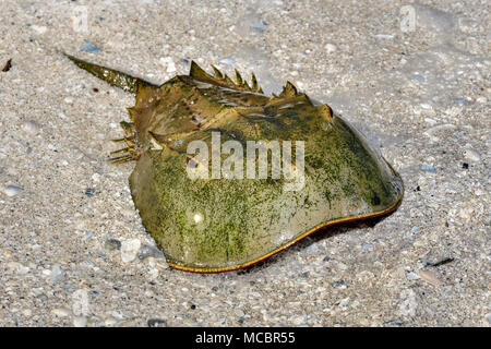 Granchio Ferro di cavallo Foto Stock