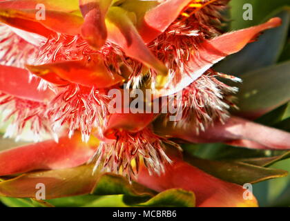 Semi di delicati della natura Foto Stock