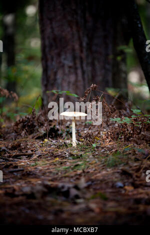 Un orientale North American angelo distruttore (Amanita bisporigera) fungo cresce dal suolo della foresta Foto Stock