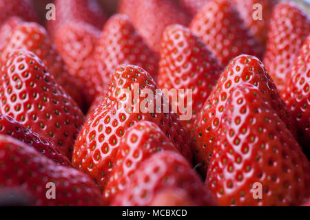 Un sacco di fragole in un vassoio Foto Stock