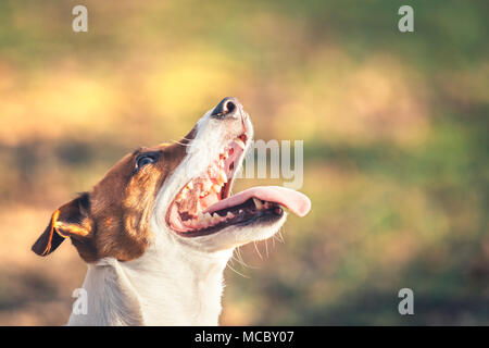 Jack Russel terrier con bocca aperta Foto Stock