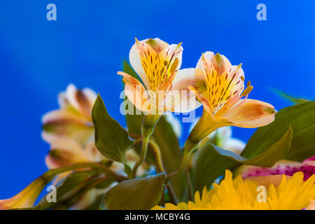 Vista dettagliata del giallo dei fiori Alstroemerias comunemente noto come Gigli peruviana o Giglio degli Incas contro uno sfondo blu Foto Stock