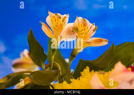 Vista dettagliata del giallo dei fiori Alstroemerias comunemente noto come Gigli peruviana o Giglio degli Incas contro uno sfondo blu Foto Stock