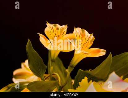 Vista dettagliata del giallo dei fiori Alstroemerias comunemente noto come Gigli peruviana o Giglio degli Incas contro uno sfondo nero Foto Stock