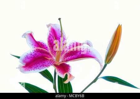 Chiusura del singolo di colore rosso e bianco Stargazer Lily Foto Stock