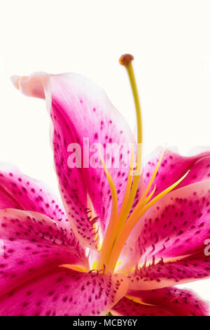 Chiusura del singolo di colore rosso e bianco Stargazer Lily Foto Stock