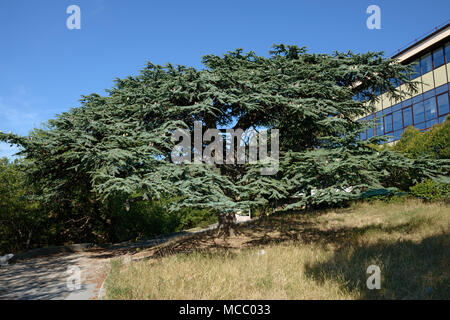 Grande vasta-incoronato il cedro del Libano che è vicino al club-sala da pranzo del sanatorio Yasnaya Polyana a Gaspra ubicazione, Crimea, Russia. Foto Stock