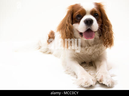 Cane Cavalier King Charles Spaniel isolati su sfondo bianco. Foto Stock