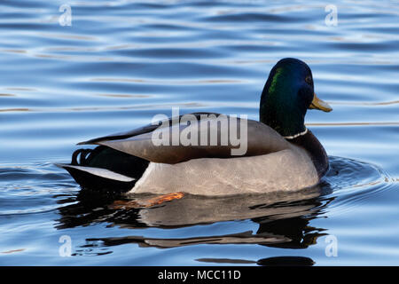 Canard Colvert Germano Reale mâle sur la rivière Magog, Marte Québec Foto Stock