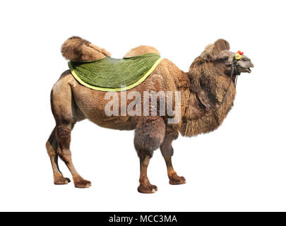 Bactrian camel (Camelus bactrianus). Isolato su sfondo bianco Foto Stock