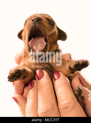 Cucciolo di sbadiglio Foto Stock