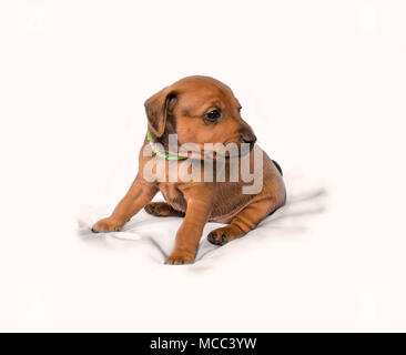 Il Miniature pinscher cucciolo, 1 mesi di età, seduti su sfondo bianco Foto Stock