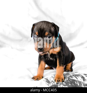 Piccolo nero e tan Miniature pinscher cucciolo seduta a sfondo bianco con la lingua fuori Foto Stock