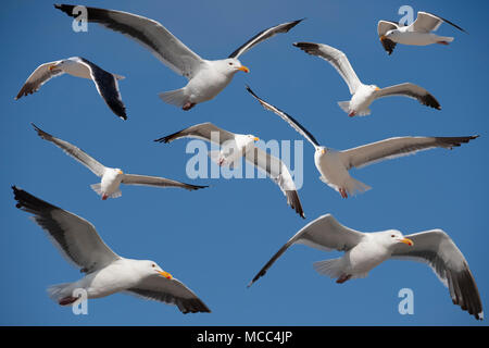 Più adulto California Gabbiani, Larus californicus, una specie di un gabbiano, contro il cielo blu in una giornata di sole. Foto Stock