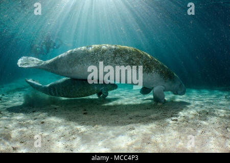 Snorkeling ottenere uno sguardo ad un pericolo Manatee Florida madre e di vitello, Trichechus manatus latirostris, in corrispondenza di tre sorelle molla in Crystal River, Flor Foto Stock