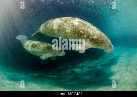 Una madre e in via di estinzione di vitello Florida Manatee, Trichechus manatus latirostris, in corrispondenza di tre sorelle molla in Crystal River, Florida, Stati Uniti d'America. Il Mana Florida Foto Stock