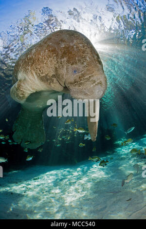 In via di estinzione Florida Manatee, Trichechus manatus latirostris, in corrispondenza di tre sorelle molla in Crystal River, Florida, Stati Uniti d'America. Il Florida Manatee è una subspecie Foto Stock