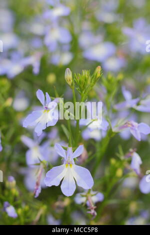 Lobelia erinus 'cascata Azure nebbia'. Lobelia "Azure nebbia' (Cascata serrières), fioritura in una cesta appesa in un giardino inglese, tarda estate, REGNO UNITO Foto Stock