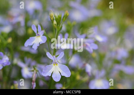 Lobelia erinus 'cascata Azure nebbia'. Lobelia "Azure nebbia' (Cascata serrières), fioritura in una cesta appesa in un giardino inglese, tarda estate, REGNO UNITO Foto Stock